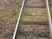 車掌長さん投稿の画像